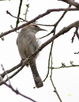 Bewicks Wren 7353